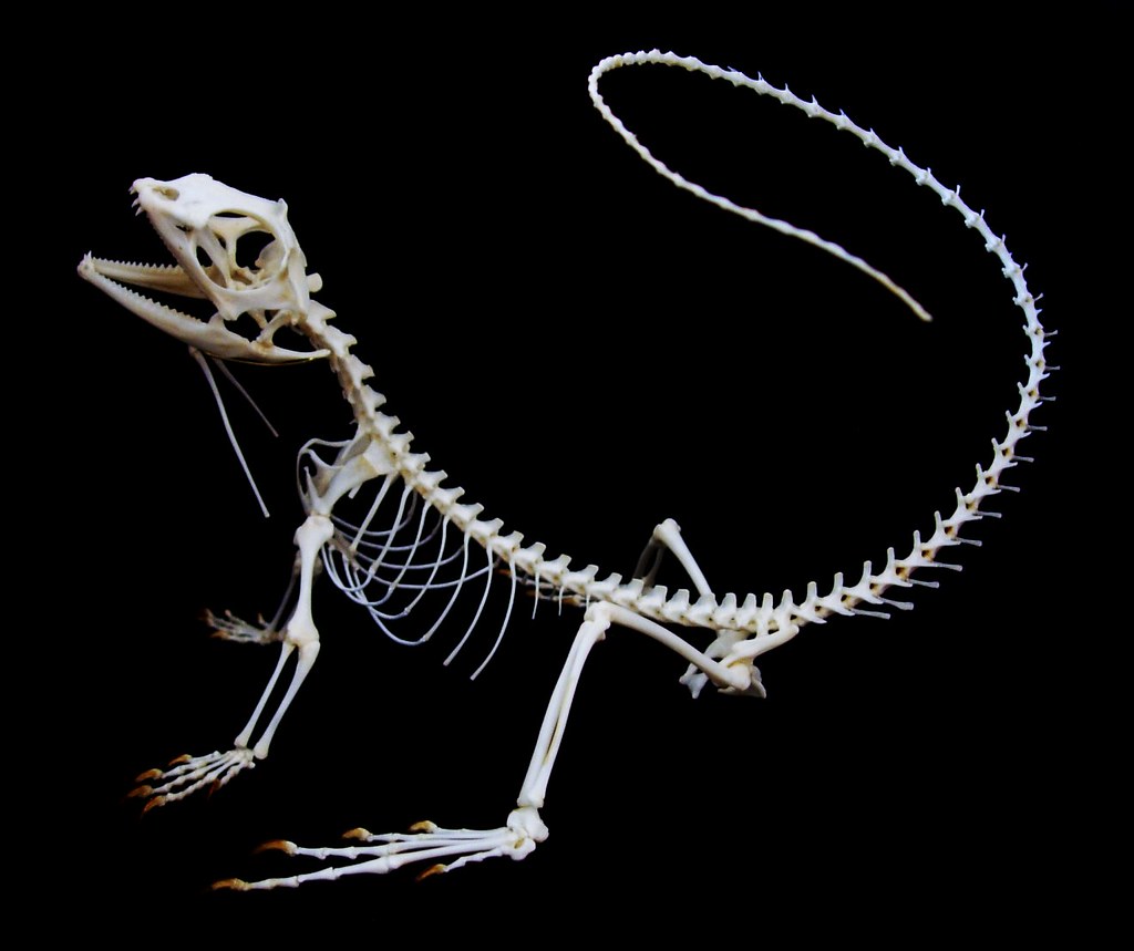 Frilled lizard skeleton Chlamydosaurus kingii skeleton. It… Flickr