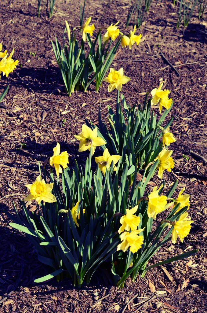 January Daffodils ? I was a bit surprised to see daffodils… Flickr