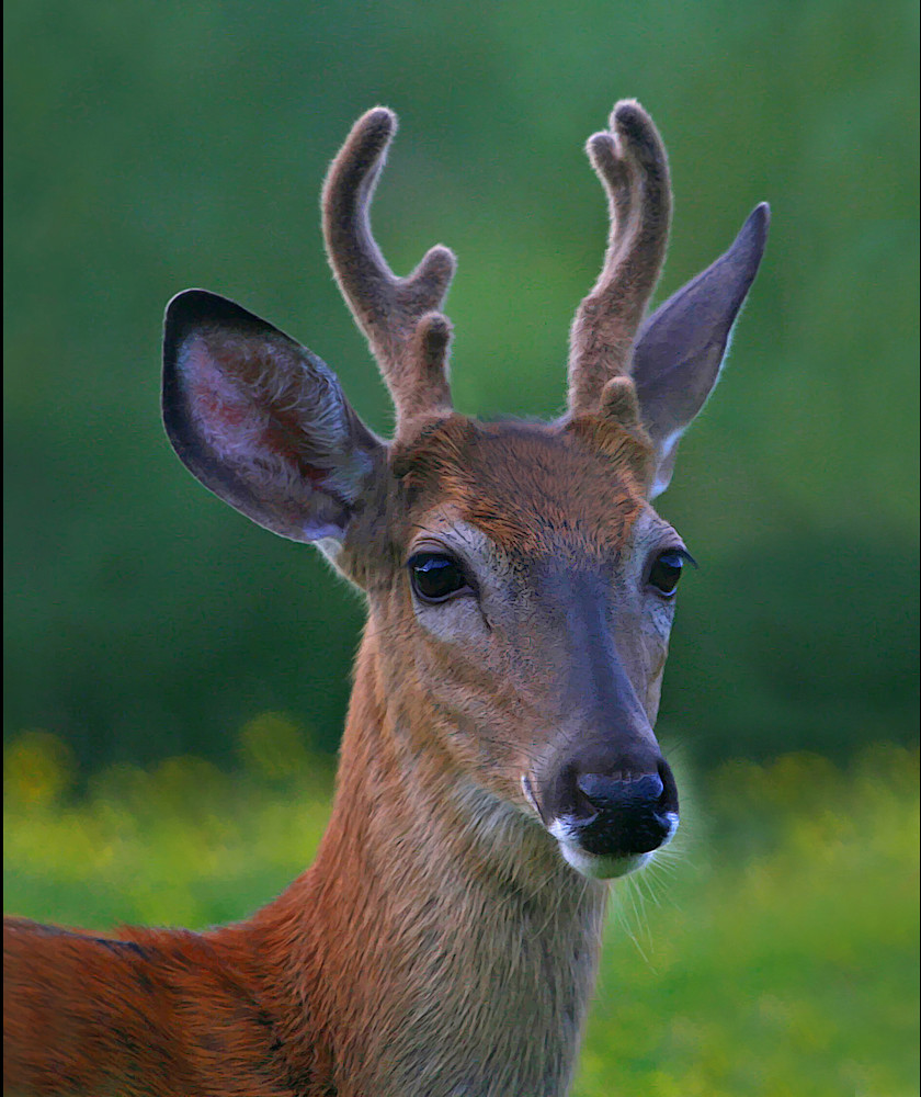 Young Buck Northern Ontario Ashley Hockenberry Flickr