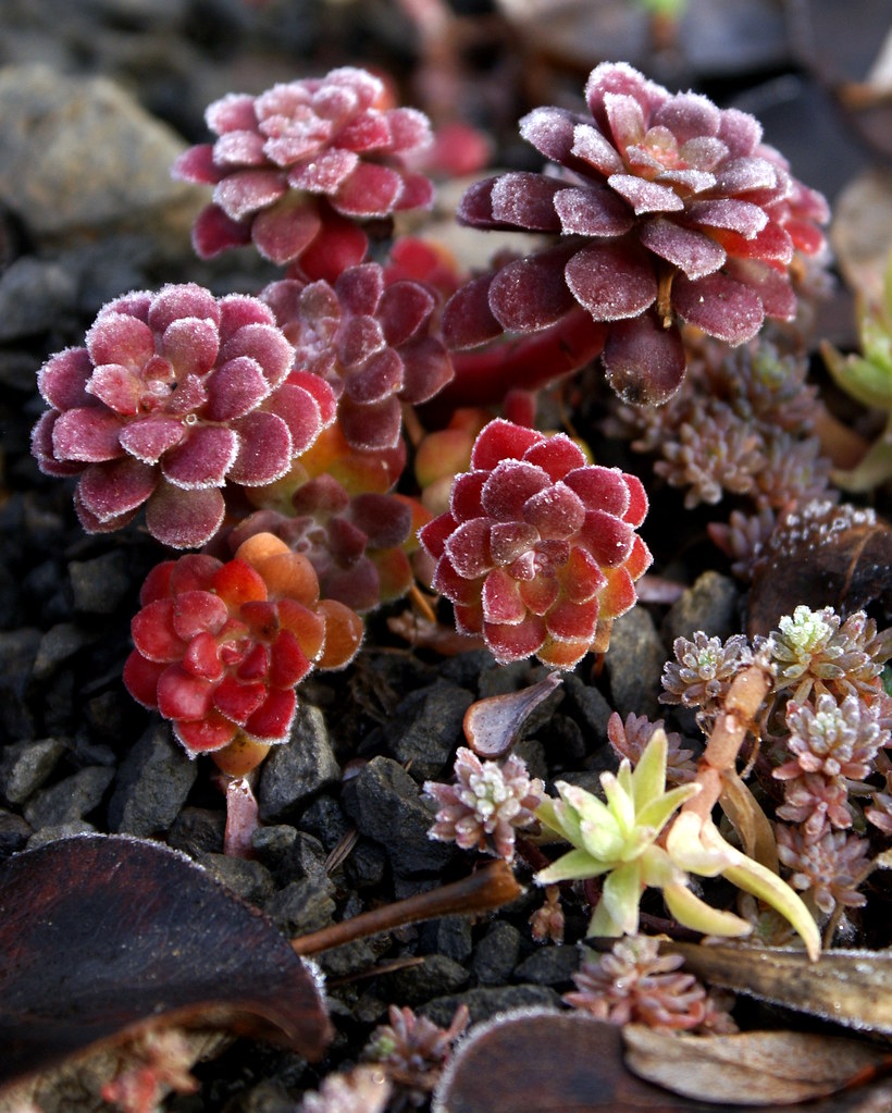 Winter Sedum Really, I think I bought this from a nursery … Flickr