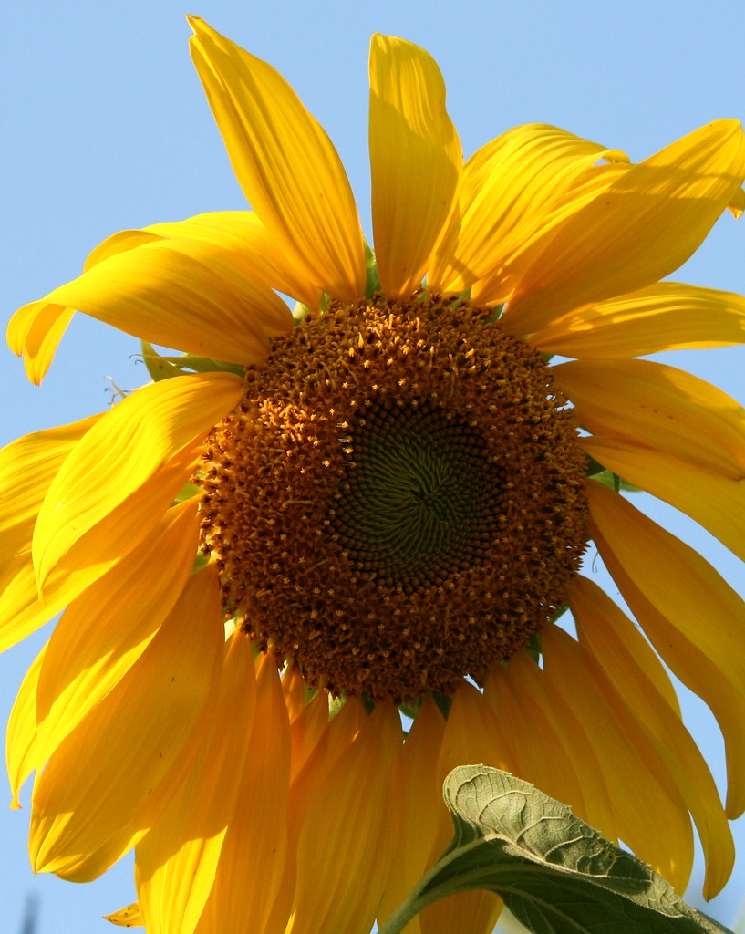 IMG_2893a Plants Taken at Innsbrook, MO Sunflowers one o… Flickr