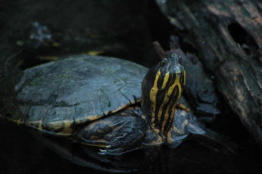 Arrau Turtle Jacksonville Zoo. Michael Toliver Flickr