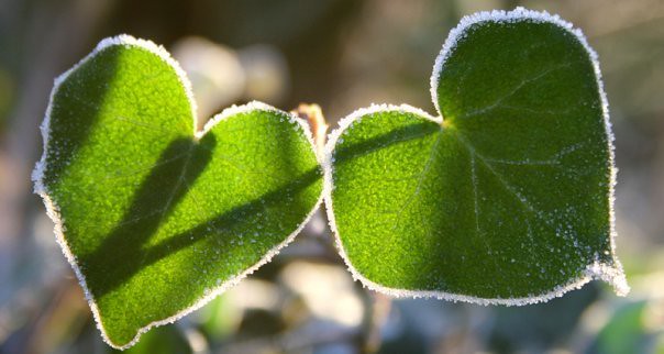 Frosty Ivy Heart Leaves Heartshaped Ivy leaves, covered i… Flickr