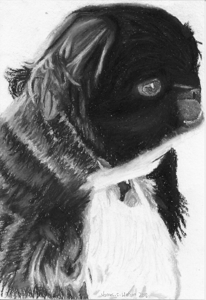Pastel Drawing. Zuzu my Dog. James Watson Flickr