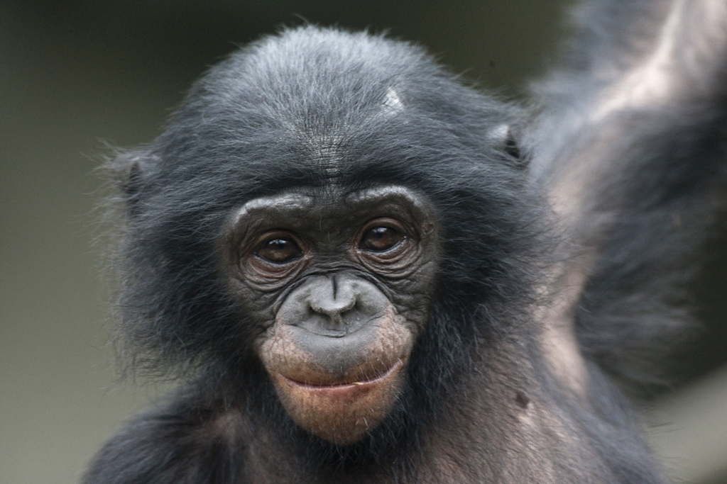 Baby bonobo San Diego Zoo Wildlife Alliance Flickr
