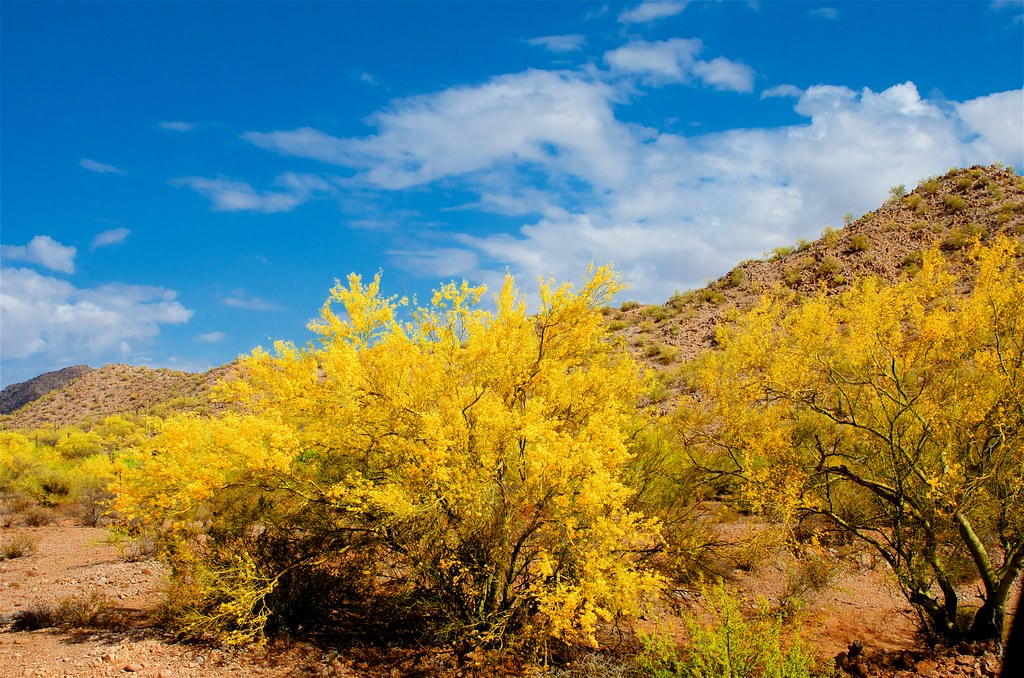 Palo Verde Yellow Sonoran Desert National Monument, Arizon… Mark