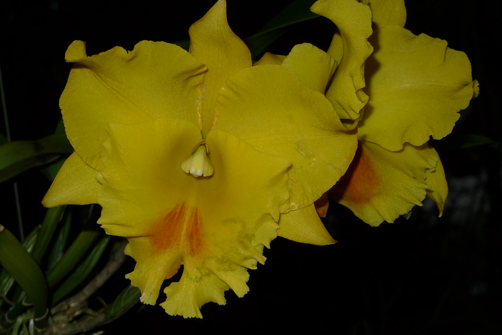 Hadyai Delight lum chin dendro dendro Flickr