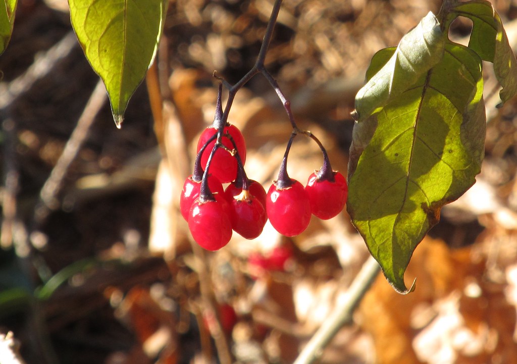 Bittersweet nightshade Waban, MA Photo blogged here Flickr