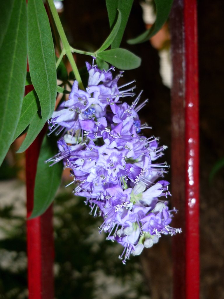 Vitex agnuscastus Vitex agnuscastus Jesús Cabrera Flickr