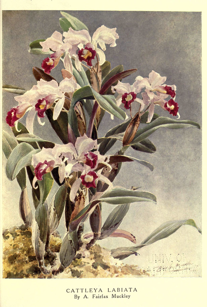 n428_w1150 Beautiful flowers and how to grow them Edinburg… Flickr