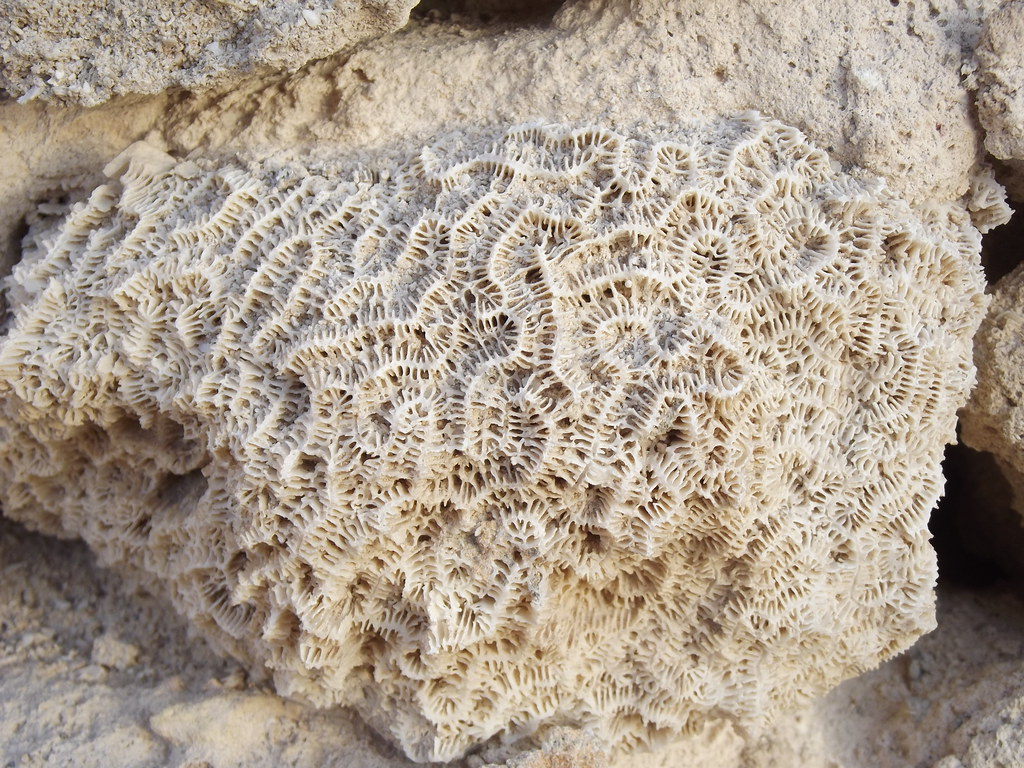 coral construct Ancient coral used as a construction mater… Flickr