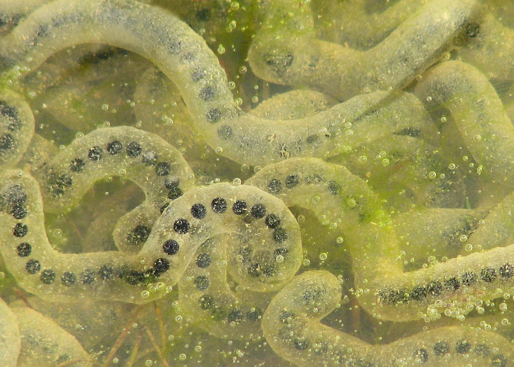 Toad Eggs