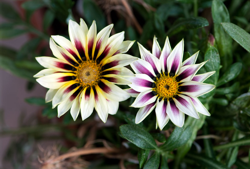 Gazanias as Quinta flowers Gazanias en tant que Fleurs du … Flickr