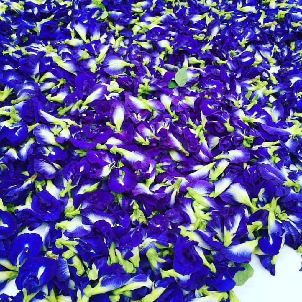 Blue pea flowers drying In the sun for cooking bluepea in… Flickr