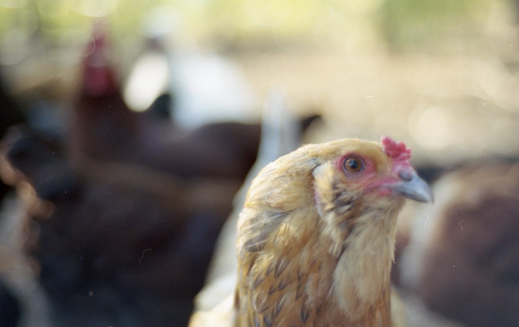 Chickens at Jones Valley Urban Farm Ryan McAnulty Flickr