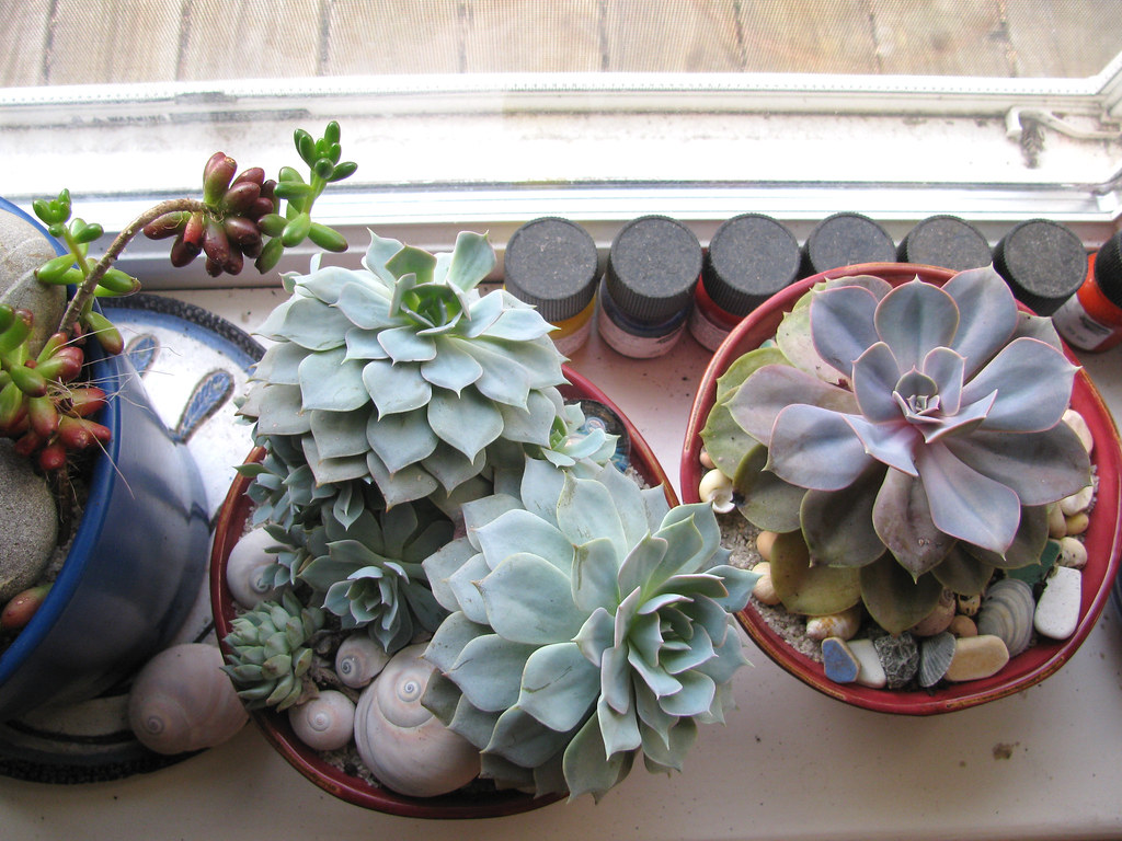 potted echeverias Sarah Flickr