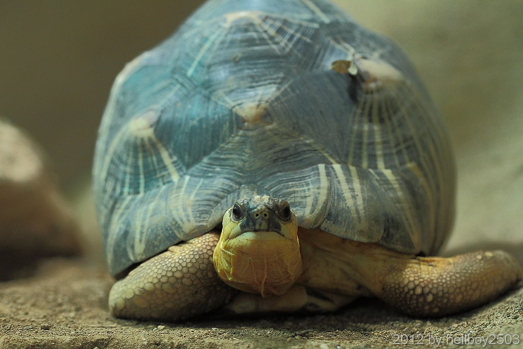 Schildkröten (Testudinata) Die Schildkröten (Testudinata