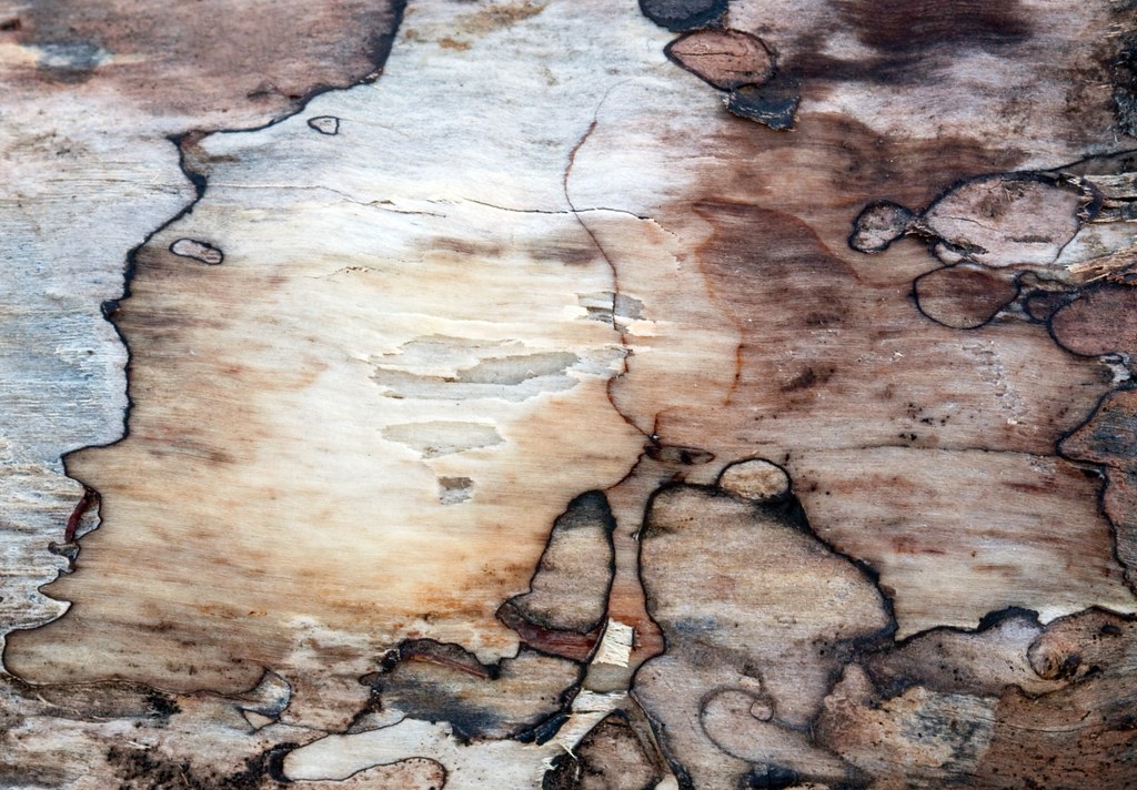 Birch wood rotting Some well weathered Birch wood. Rather … Flickr