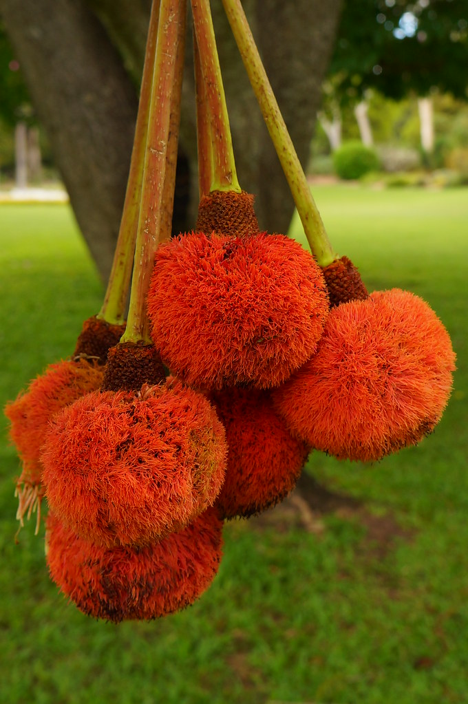Parkia clappertoniana (Locust bean with red fuzzy fruit) (… Flickr