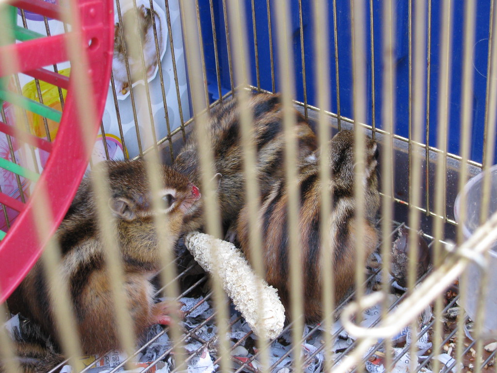 chipmunks for sale Held hostage to pets. Looks like… Flickr