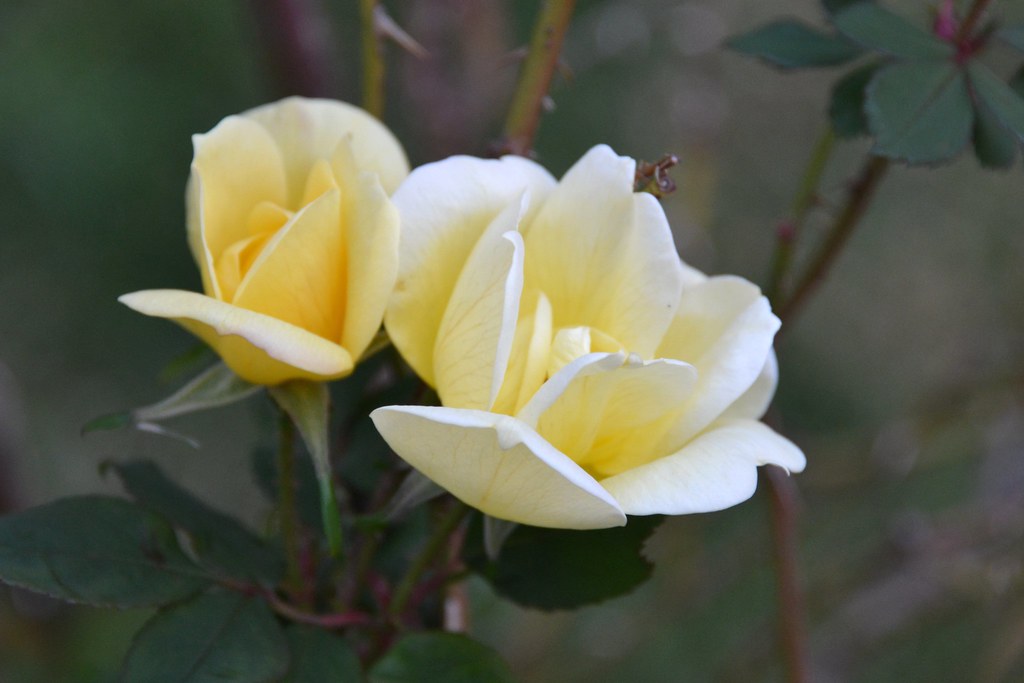 Yellow Knockout Roses These are beautiful roses they are… Flickr