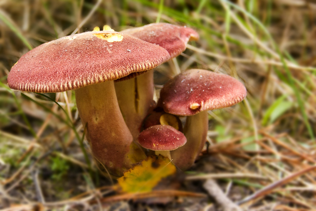 Plums and Custard Fungi Steve M Flickr