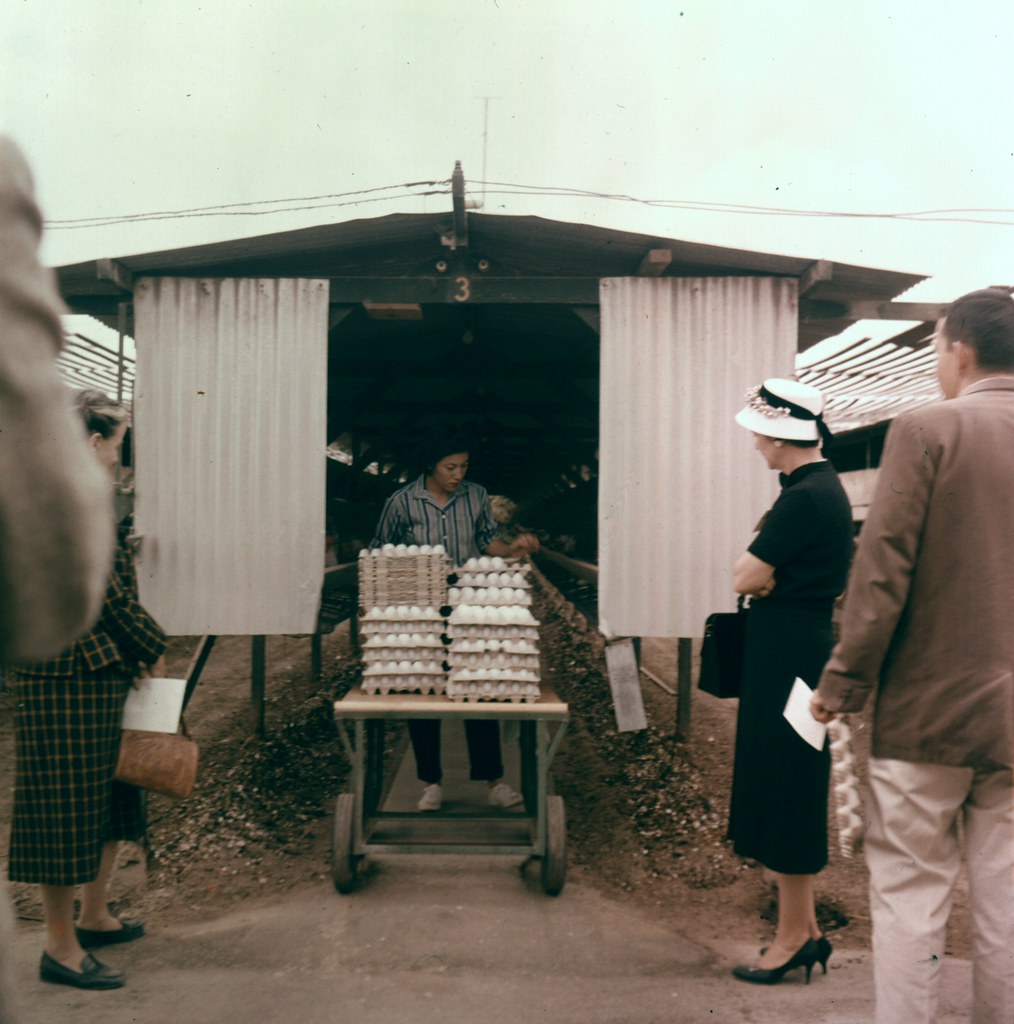 Chicken Ranch, Orange County, 1950s Location of photo unkn… Flickr