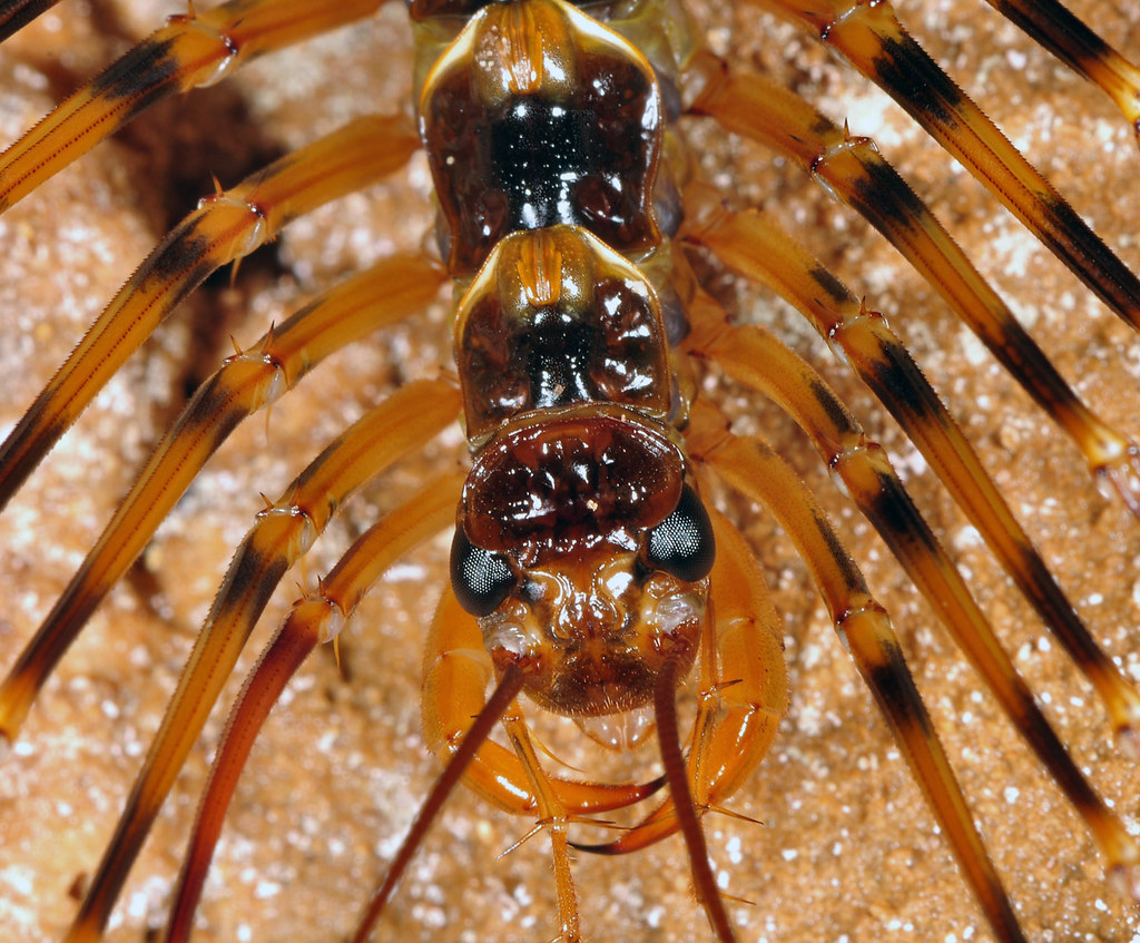 Giant cave scutigeromorph centipede Gunung Leuser National… Flickr