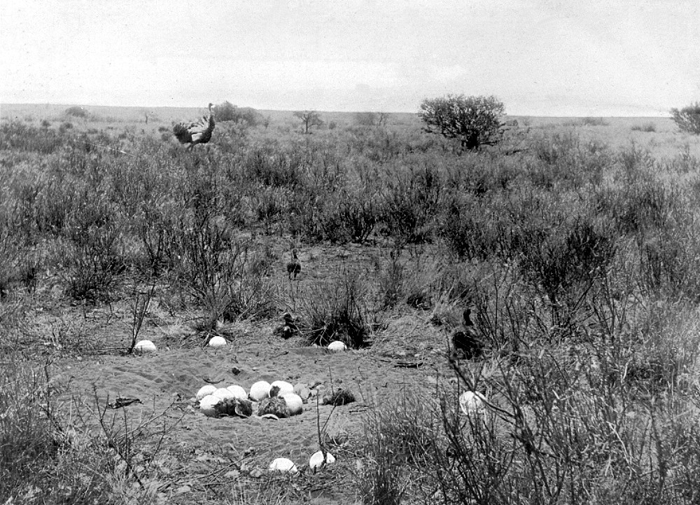 Elevation of Oudtshoorn, South Africa Topographic Map Altitude Map