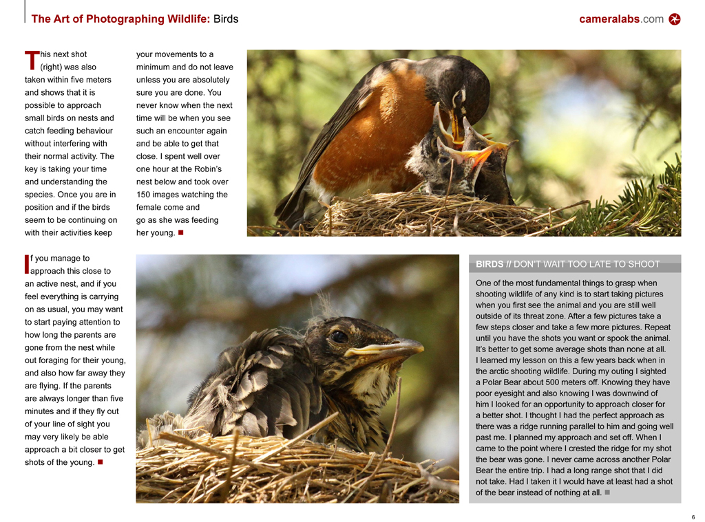 The Art of Photographing Wildlife book sample page 2 a photo on