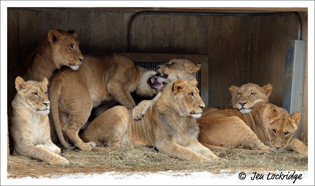 Girl Cat fight Two of the females kept fighting over their… Flickr