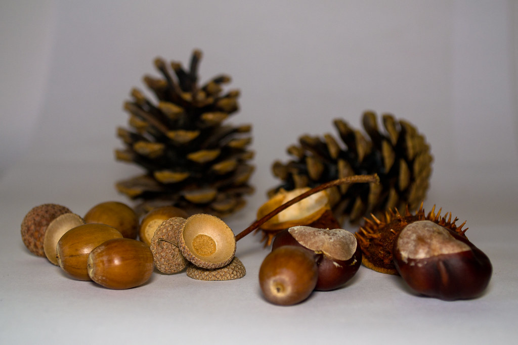 Acorns & Conkers Simon Clifford Flickr
