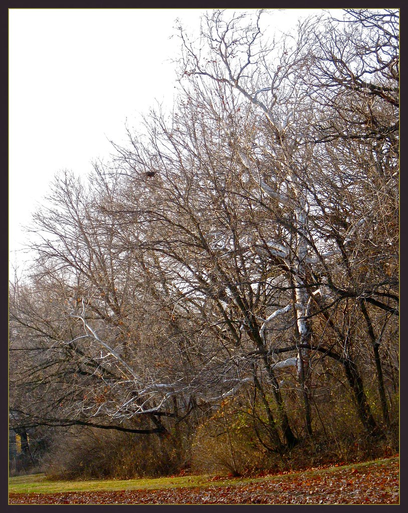 The Lone White Sycamore Tree This woods is about three blo… Flickr