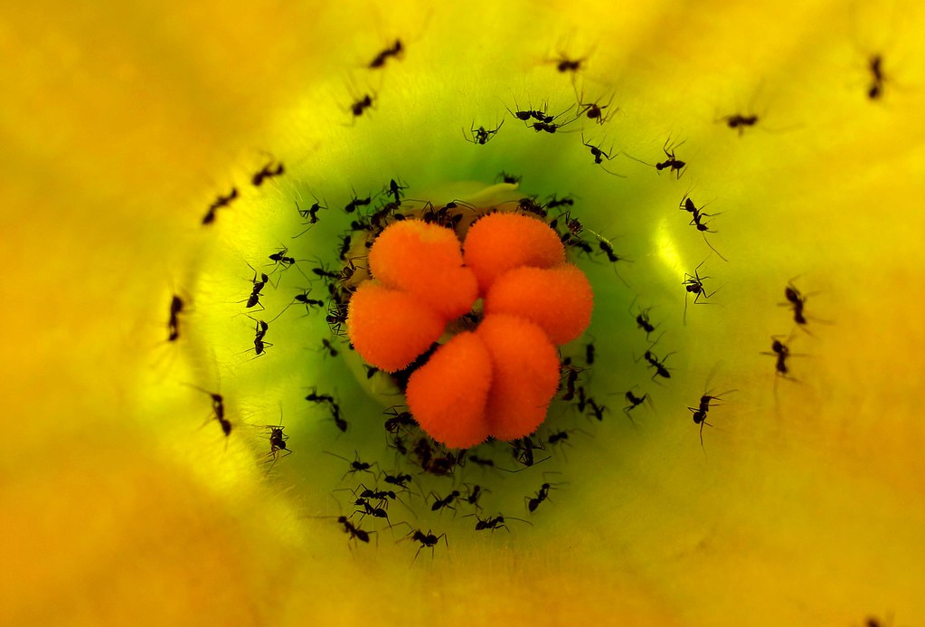 Black Ants Harvesting Nectar from a Yellow Flower When I s… Flickr