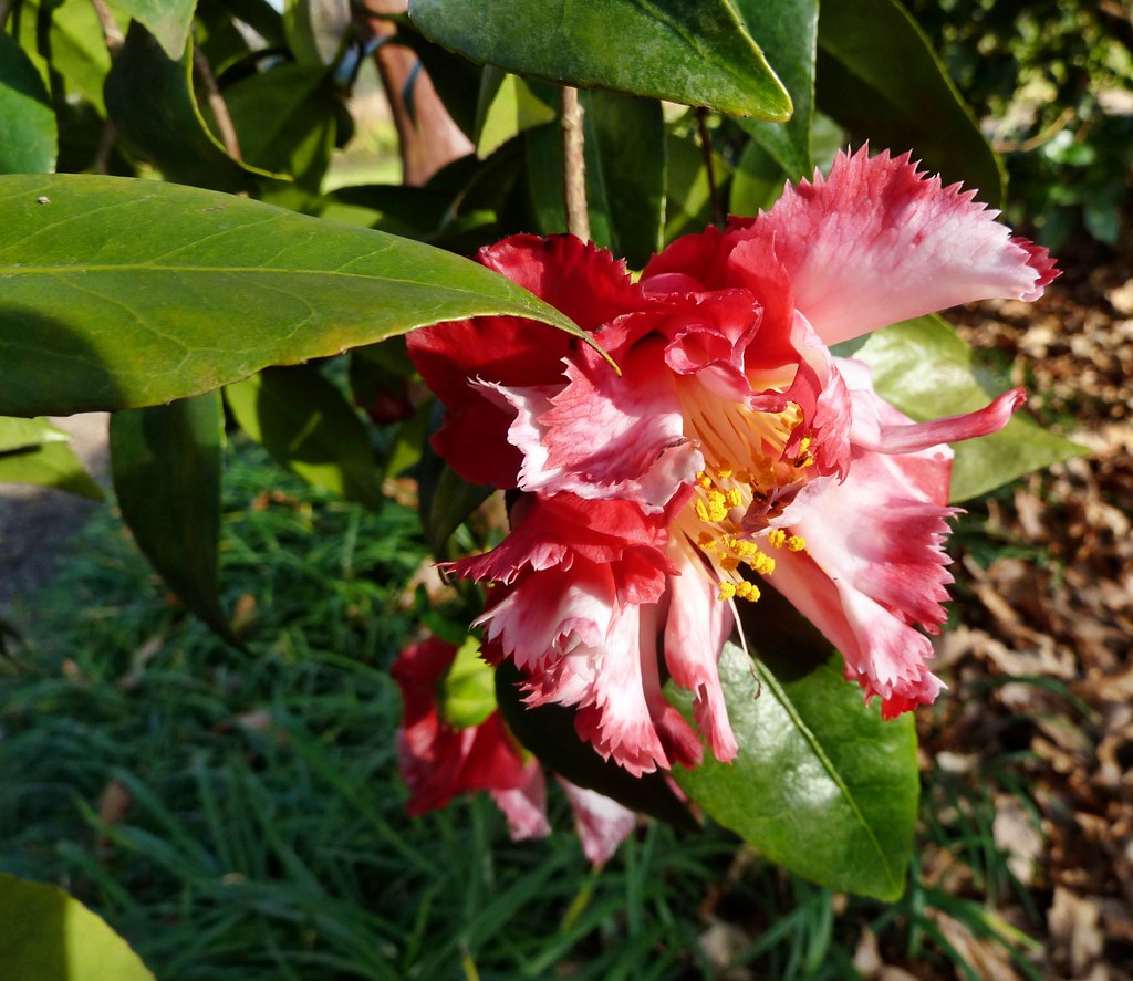 Camellia japonica 'Ville de Nantes' blüht in der freien Na… Flickr