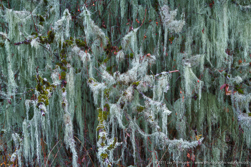 witch'shair9055 abstract photo of common lichen, witch's… Flickr