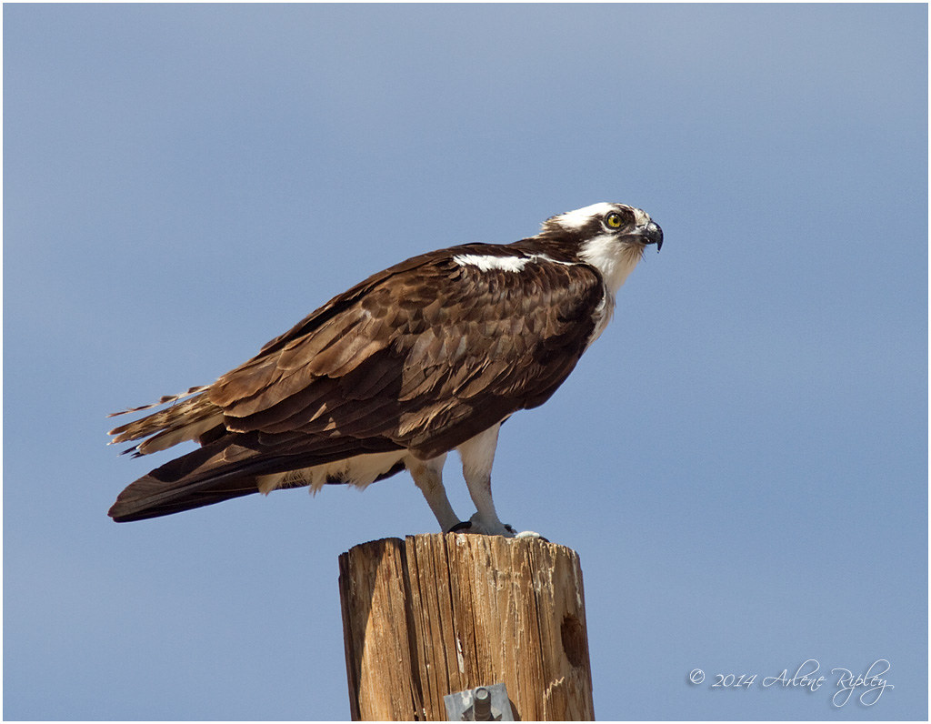 Ospreys Flickr