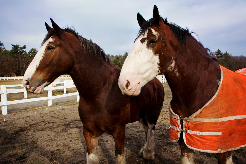 Went to the Barry Farm in Lakeville to take pictures of m… Flickr