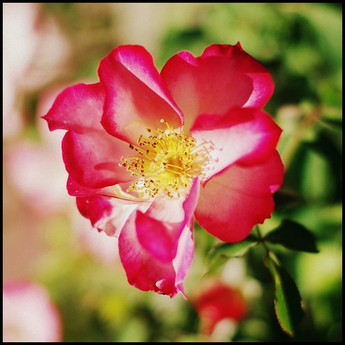 Blooming roses in late November Palm Springs, CA Magdalena Jonak