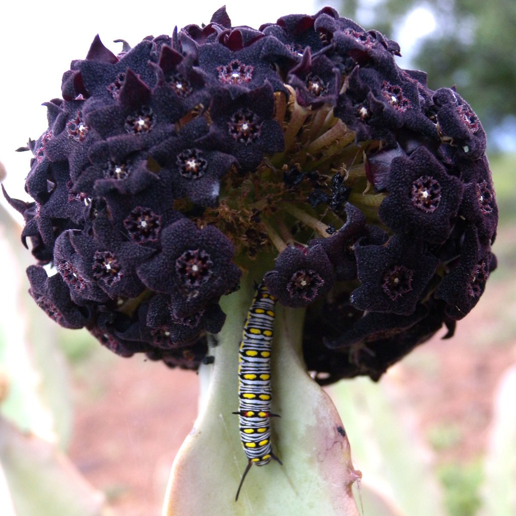 African Monarch caterpillar on Caralluma foetida I contact… Flickr