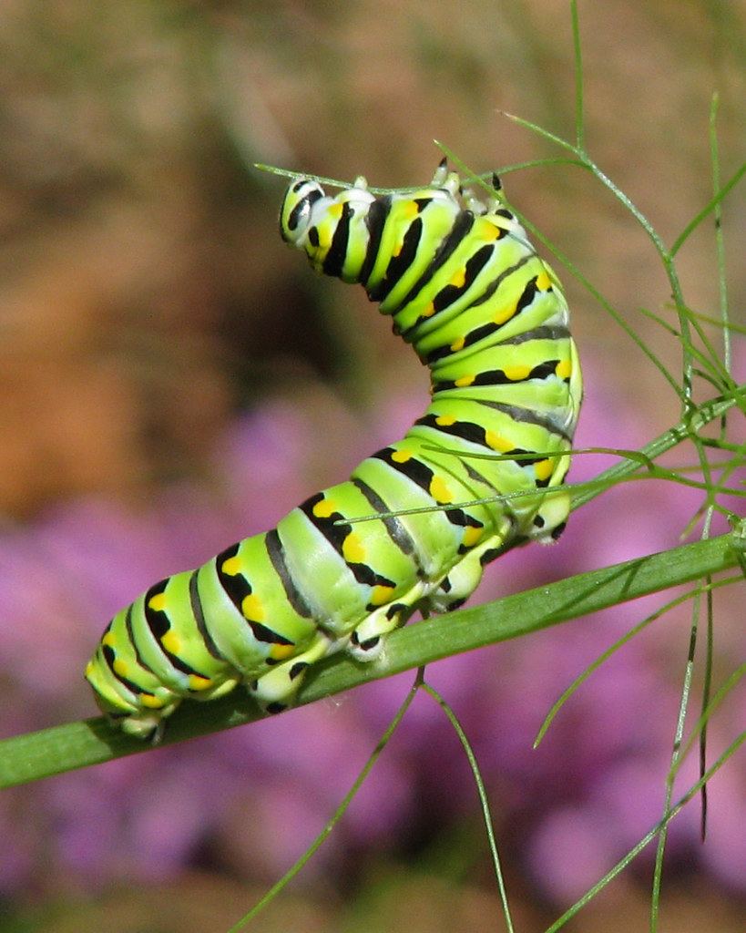 Black swallowtail caterpillar in fennel yard This … Flickr