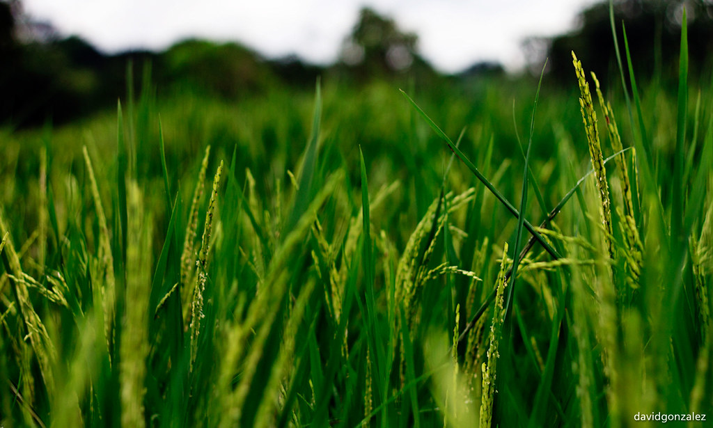 Rice Bowl One of the rice fields in the region considered … Flickr