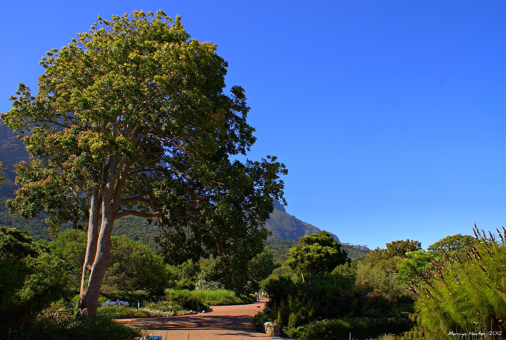 African Mahogany An African Mahogany tree at Kirstenbosch … Flickr
