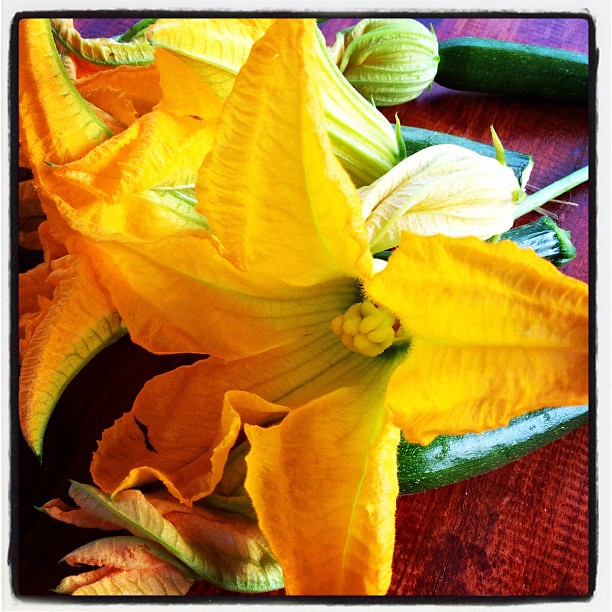 Today I will cook zucchini flowers for the first time! Tha… Flickr