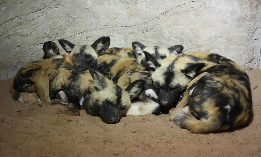 Do Dog Packs Sleep Together