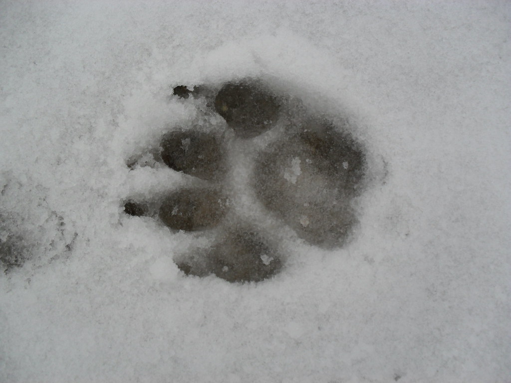 German Shepherd paw print Richard Kemish Flickr