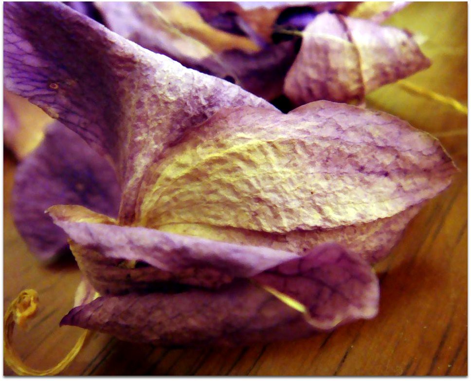 Dry orchid flowers CameliaTWU Flickr