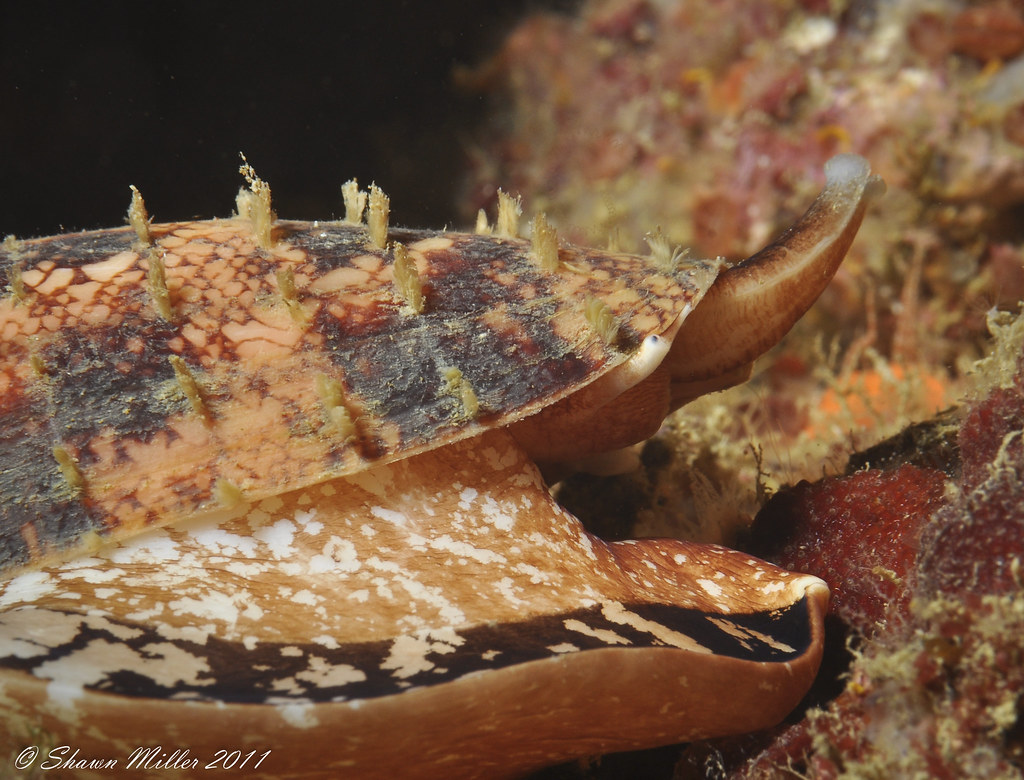 Geography cone shell (Gastridium geographus). This is a pr… Flickr