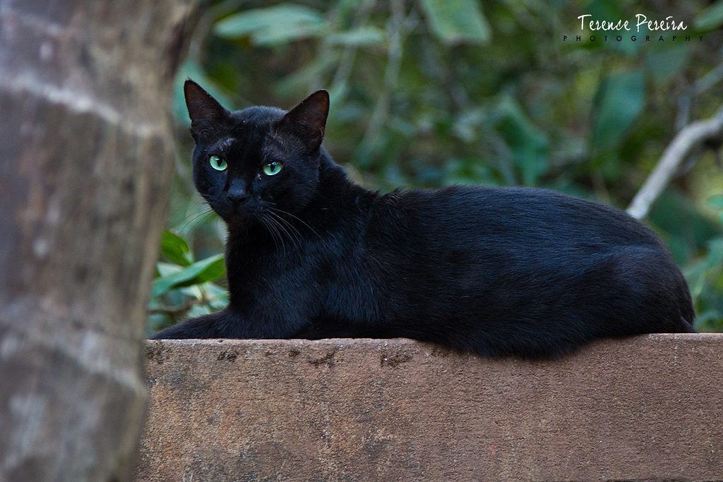Shiny Black Cat Was at my brotherinlaw's house in Goa an… Flickr