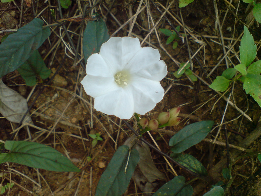 Beauty of wild flower Thusharagiri Forest, Calicut, Kerala… Flickr